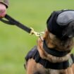 Dogs pictured wearing goggles, ear defenders and cool vests - here's why