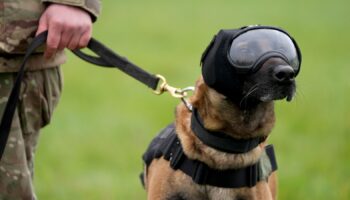 Dogs pictured wearing goggles, ear defenders and cool vests - here's why