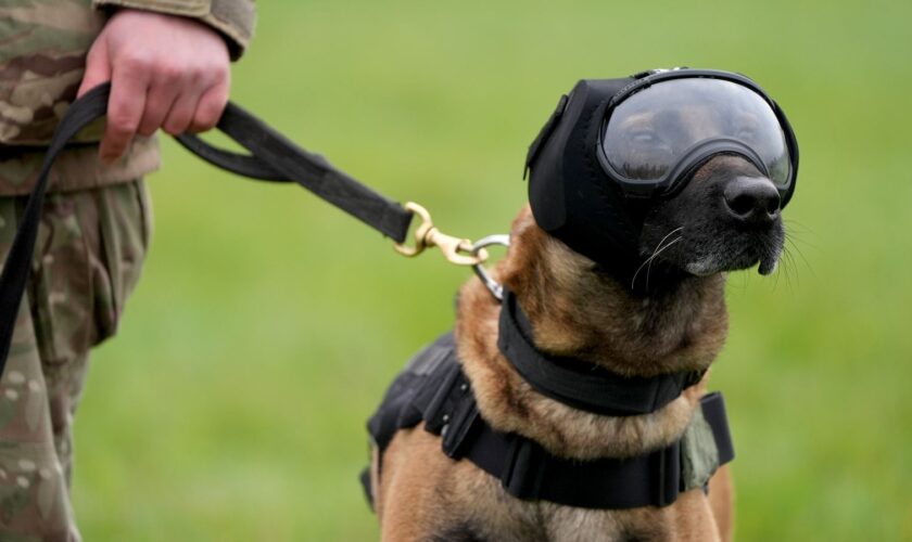 Dogs pictured wearing goggles, ear defenders and cool vests - here's why