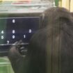 Chimpanzees use computer better in tests when they have an audience, study finds