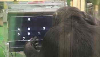 Chimpanzees use computer better in tests when they have an audience, study finds