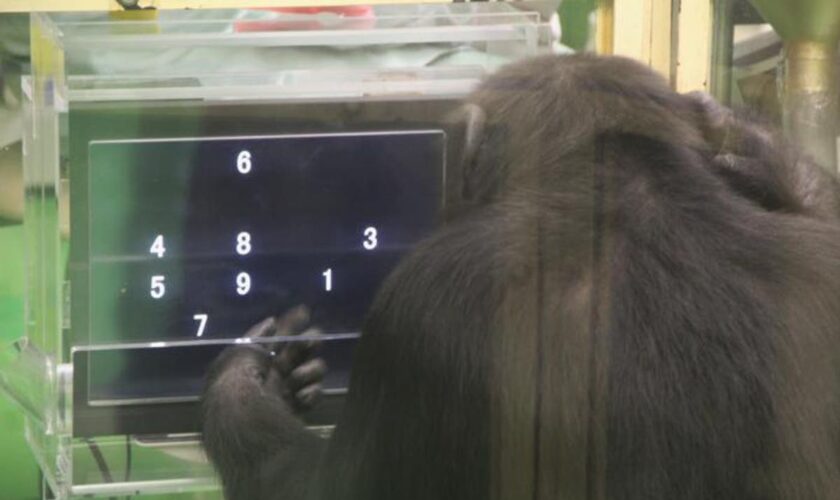 Chimpanzees use computer better in tests when they have an audience, study finds