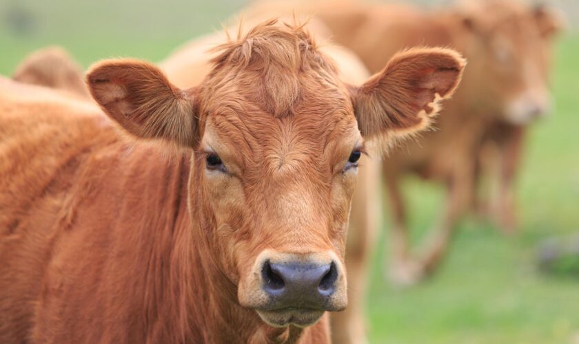 Attaques de loups dans le Doubs : des agriculteurs attachent un cadavre de génisse à une sous-préfecture