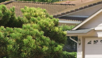 Il ne faut surtout pas toucher ou approcher cette petite bête - elle est de retour dans les jardins