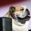 Senator-elect Jim Justice's famous pooch, Babydog, reportedly banned from Senate floor