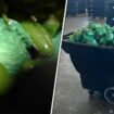 More than $31M in meth concealed in shipment of peppers seized at Texas-Mexico border