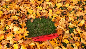 10 essential items for fall lawn care to keep your yard leaf-free