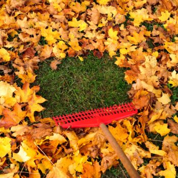 10 essential items for fall lawn care to keep your yard leaf-free