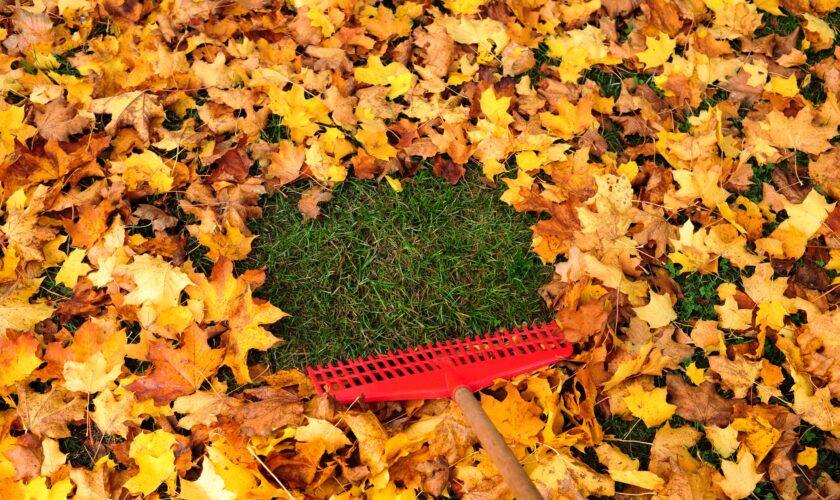 10 essential items for fall lawn care to keep your yard leaf-free