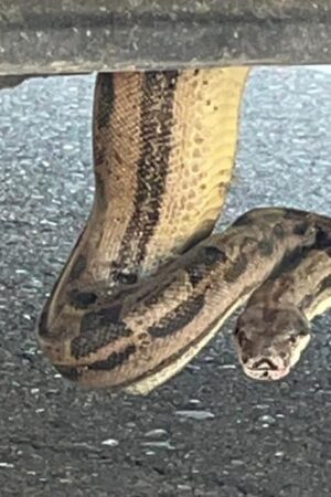 Arizona firefighters remove boa constrictor from pickup truck: 'Unusual call'