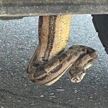 Arizona firefighters remove boa constrictor from pickup truck: 'Unusual call'