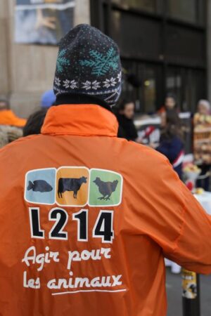 Un abattoir de Savoie suspendu après une plainte de L214 pour « actes de cruauté »