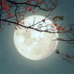 La pleine Lune du Castor va booster les amours de tous ces signes, les astrologues sont formels