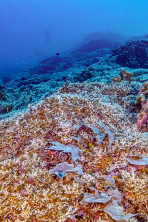 “Plus grand qu’une baleine bleue”, le plus gros corail du monde observé par des scientifiques