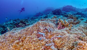 “Plus grand qu’une baleine bleue”, le plus gros corail du monde observé par des scientifiques