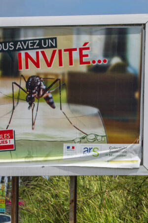 La Guadeloupe fait face à une épidémie de dengue