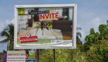 La Guadeloupe fait face à une épidémie de dengue