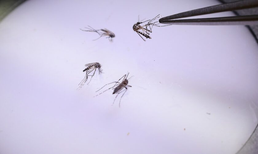 La Guadeloupe est passée "en phase épidémique pour la dengue" avec un sérotype rare qui pourrait provoquer "un nombre élevé de cas", selon un communiqué officiel