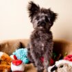 Celebrate your pets this Christmas with these 10 pawsatively amazing early Black Friday deals from Walmart