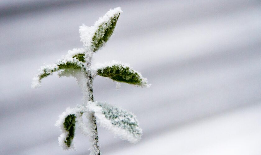 Avec le retour de la neige et du froid, la météo de cette semaine s’annonce hivernale