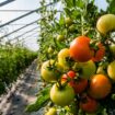 Agriculteurs et militants écolos manifestent contre un projet de serres géantes pour tomates en Normandie