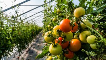 Agriculteurs et militants écolos manifestent contre un projet de serres géantes pour tomates en Normandie