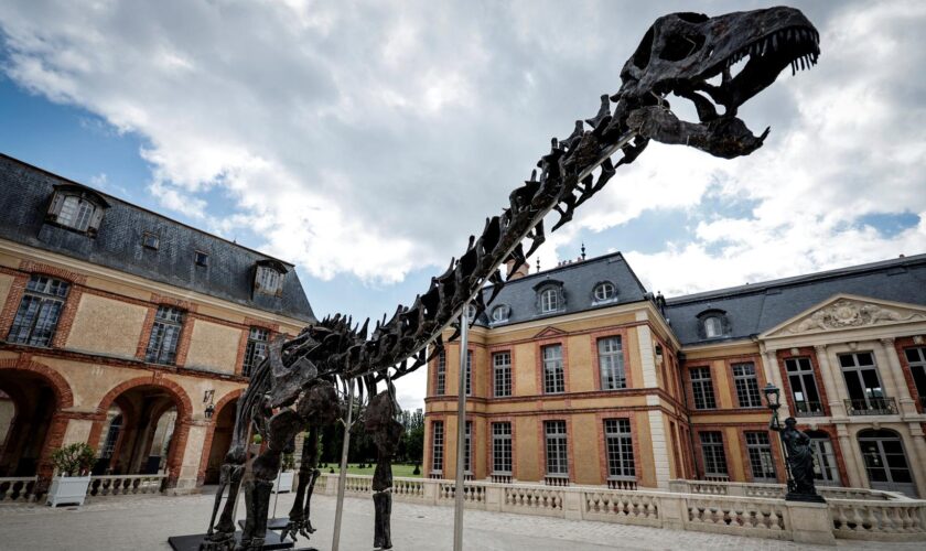 « Vulcain », le plus grand dinosaure jamais présenté aux enchères, s’est vendu à plusieurs millions d’euros