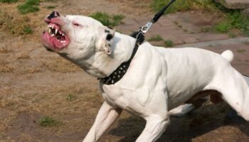 An American bulldog. Pic: iStock