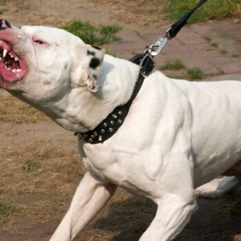 An American bulldog. Pic: iStock