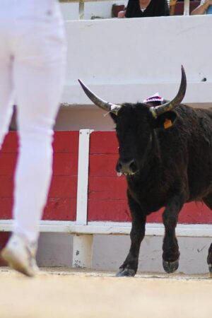 La course camarguaise lutte pour sa survie