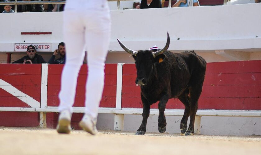 La course camarguaise lutte pour sa survie