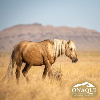 Utah authorities offering $30k reward for information on shooting death of wild horse