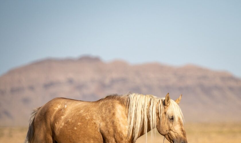 Utah authorities offering $30k reward for information on shooting death of wild horse