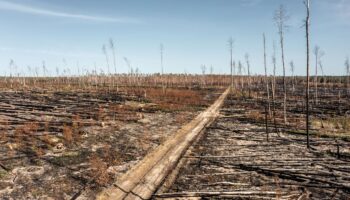 Klimakrise: Wie man dem deutschen Wald die Zukunft raubt