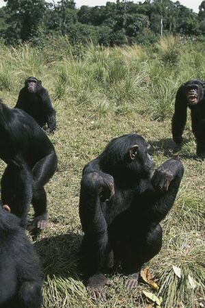 Une étude suisse sur les chimpanzés prouve que les migrations enrichissent leur comportement