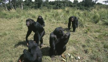 Une étude suisse sur les chimpanzés prouve que les migrations enrichissent leur comportement