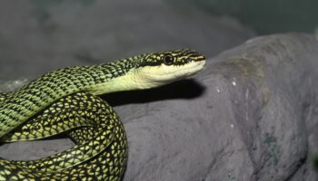 Australian Disney star Andre Rerekura removes snake from plane – and earns a free drink for his troubles