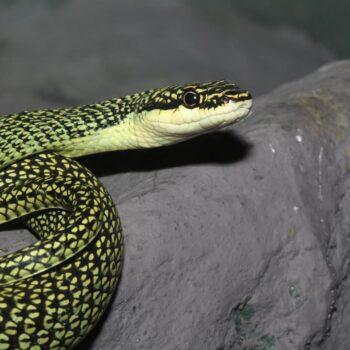 Australian Disney star Andre Rerekura removes snake from plane – and earns a free drink for his troubles