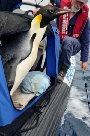 Gus, le manchot empereur retrouvé sur une plage d’Australie à 3 000 km de chez lui, a été soigné et relâché