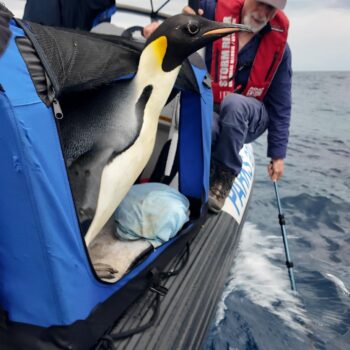 Gus, le manchot empereur retrouvé sur une plage d’Australie à 3 000 km de chez lui, a été soigné et relâché