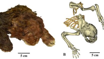 Scientists study ‘very rare’ frozen remains of 35,000-year-old saber-toothed cub