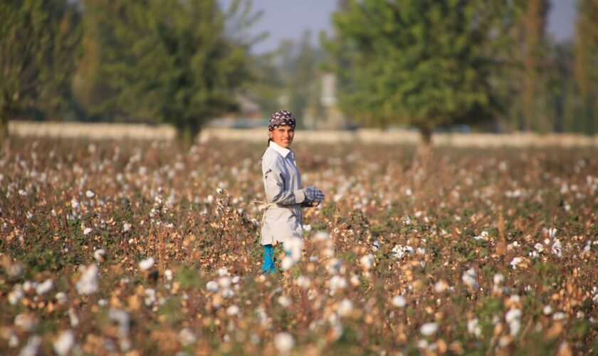 Dans un champ de coton à proximité de Tachkent, en Ouzbekistan, le 24 octobre 2019