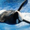 Le Marineland d’Antibes veut envoyer ses deux dernières orques dans un parc au Japon