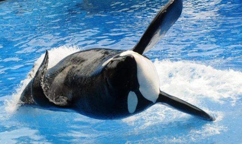 Le Marineland d’Antibes veut envoyer ses deux dernières orques dans un parc au Japon