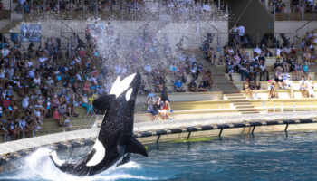 Le parc Marineland d’Antibes veut transférer ses deux dernières orques au Japon, les défenseurs des animaux s’y opposent