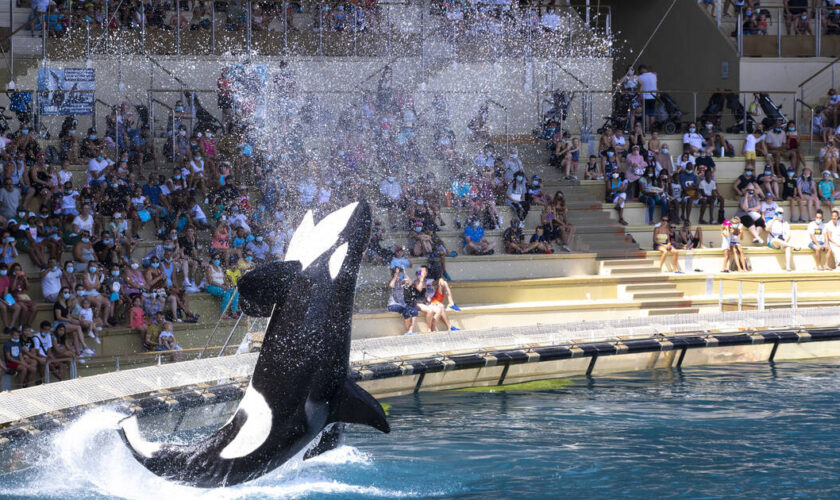 Le parc Marineland d’Antibes veut transférer ses deux dernières orques au Japon, les défenseurs des animaux s’y opposent