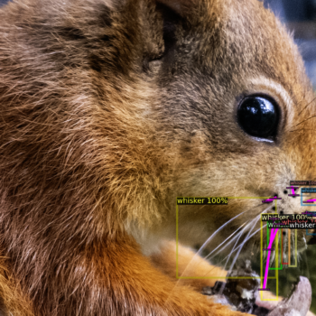 Squirrel's whiskers can act as individual "fingerprints", according to Ms Mcclenaghan. Pic: Genysys Engine