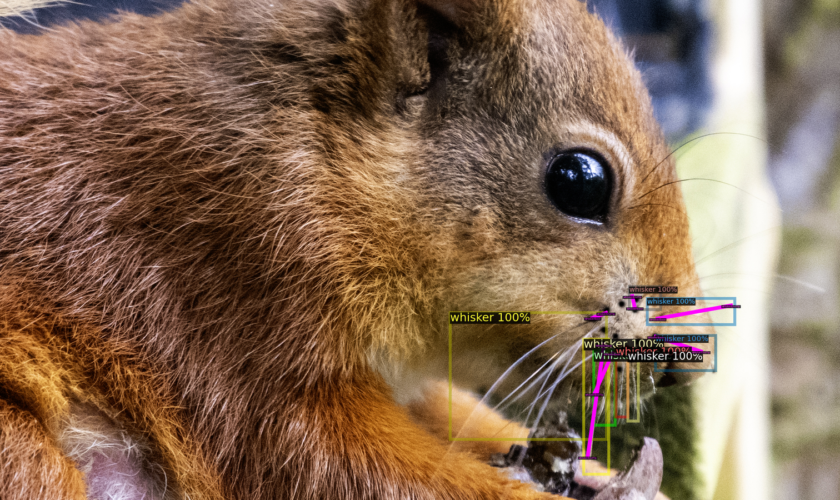 Squirrel's whiskers can act as individual "fingerprints", according to Ms Mcclenaghan. Pic: Genysys Engine