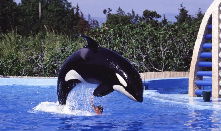 Orques de Marineland : Agnès Pannier-Runacher justifie son refus d’envoyer les mammifères au Japon