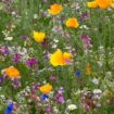 Les fleurs sauvages semées dans les villes, une bonne chose pour la biodiversité